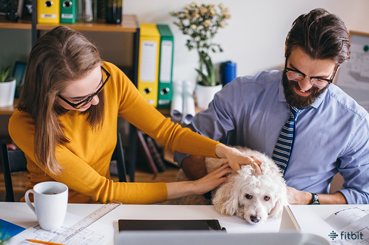 Amener son animal au travail : nos conseils