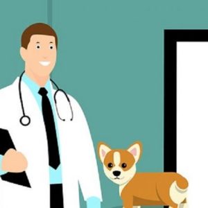 votre clinique vétérinaire