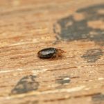 Centres d'hébergement : évitez l'infestation de punaises de lit